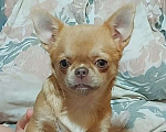 Собаки в Новосибирске: Девочка Чихуахуа  Девочка, Бесплатно - фото 3