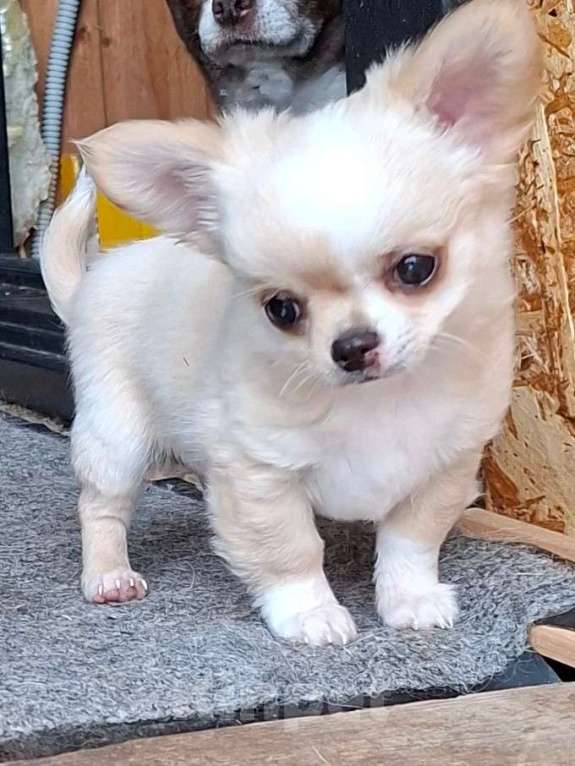 Собаки в других городах Калужской области: Кремовая девочка Девочка, 70 000 руб. - фото 1