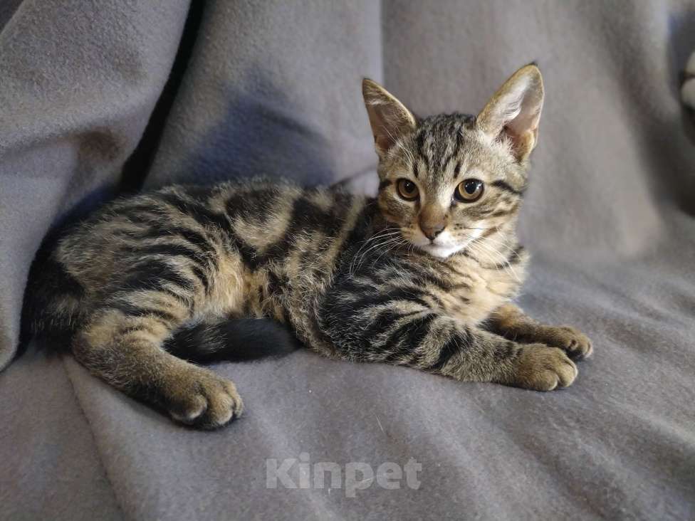 Кошки в Москве: Продам котика Мальчик, 2 000 руб. - фото 1