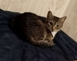 Кошки в Дубне: Отдам кошку в хорошие руки Девочка, Бесплатно - фото 3