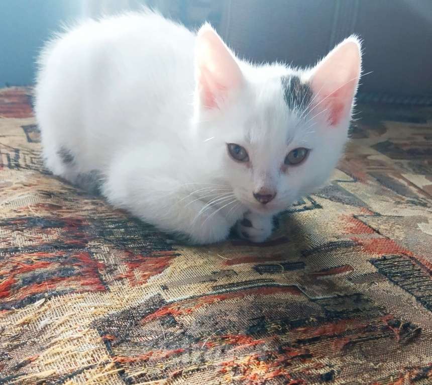 Кошки в Москве: Котик Спутник Мальчик, Бесплатно - фото 1