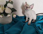 Кошки в Горячем Ключе: Котенок Девон Рекс девочка сил поинт табби с голубыми глазами Девочка, 60 000 руб. - фото 2