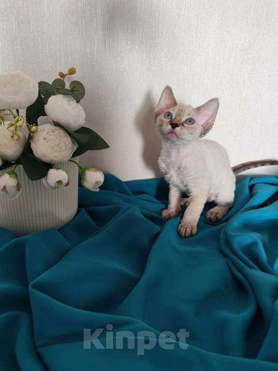 Кошки в Горячем Ключе: Котенок Девон Рекс девочка сил поинт табби с голубыми глазами Девочка, 60 000 руб. - фото 2