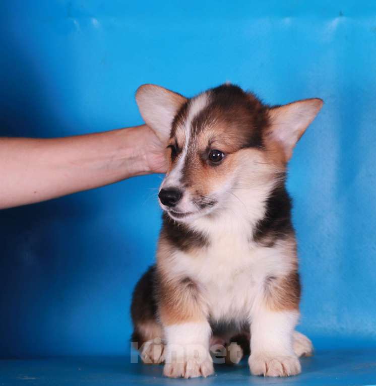 Собаки в Москве: вельш корги пемброк щенки Мальчик, 90 000 руб. - фото 2