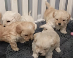 Собаки в Краснодаре: Детки мальтипу F1 Разнополые, Бесплатно - фото 6