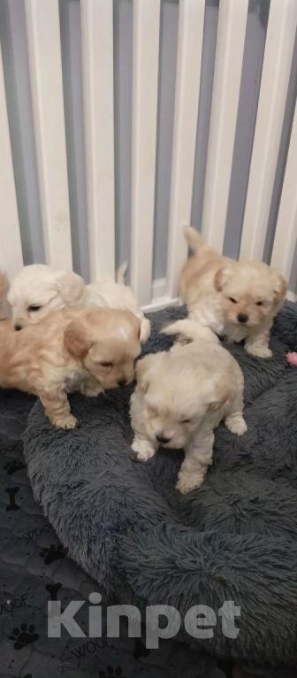 Собаки в Краснодаре: Детки мальтипу F1 Разнополые, Бесплатно - фото 6