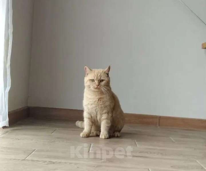 Кошки в других городах Краснодарского края: Кот, скотиш-страйт, вязка Мальчик, Бесплатно - фото 2