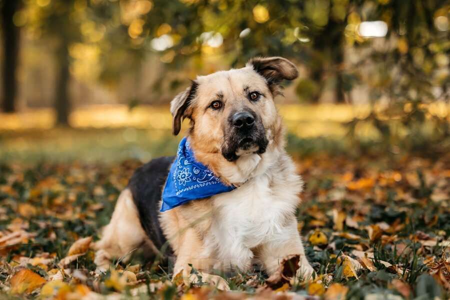 Собаки в Москве: Познакомьтесь с Дынькой — мягким гигантом с сердцем, полным добра. Мальчик, Бесплатно - фото 6