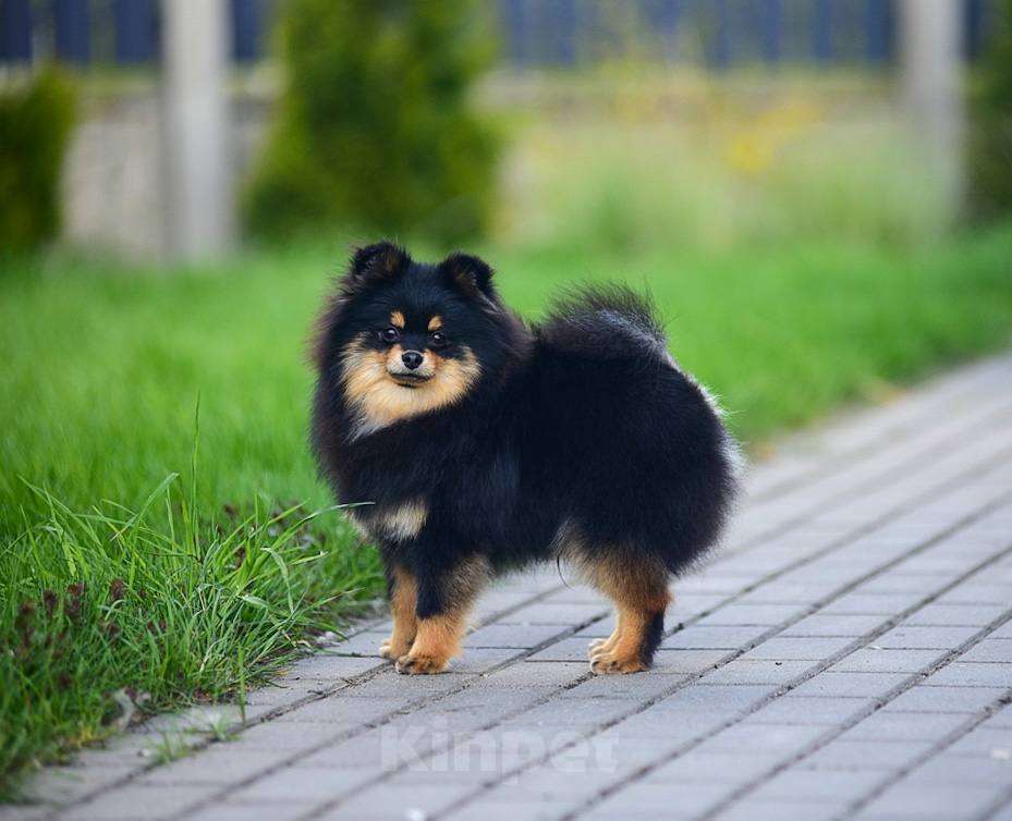 Собаки в Москве: Для любителей померанских шпицов. Очаровательный мальчик. Мальчик, 80 000 руб. - фото 5
