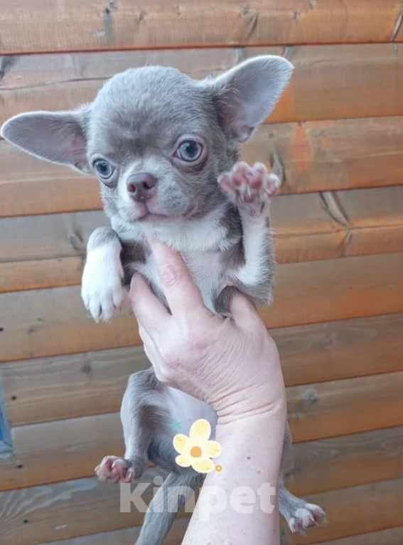 Собаки в Самаре: Чихуахуа девочка Девочка, 50 000 руб. - фото 4