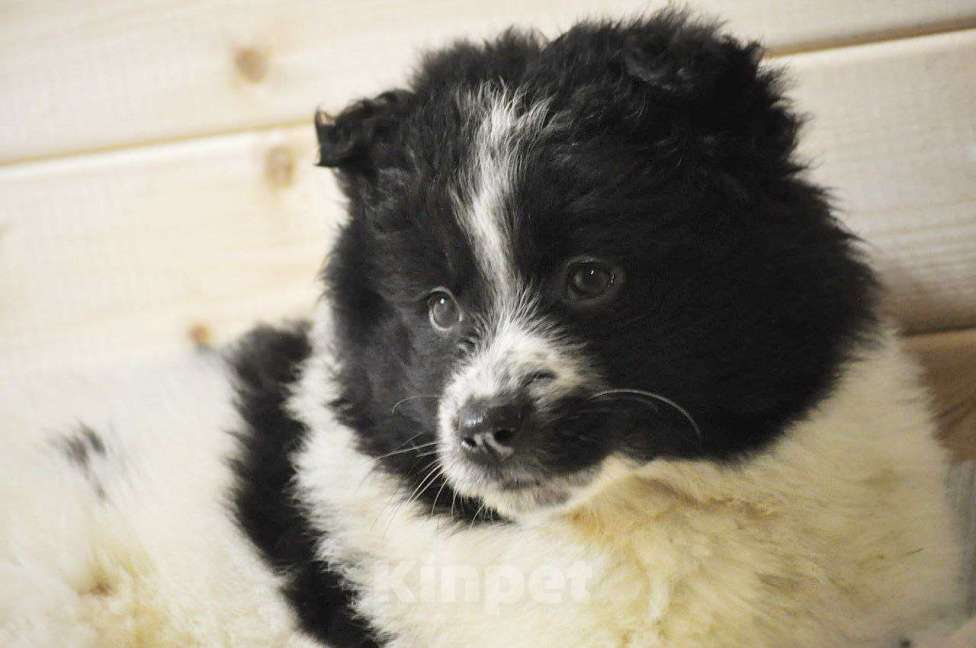 Собаки в Лосином-Петровском: Сандра,якутенок ппбж Девочка, Бесплатно - фото 6