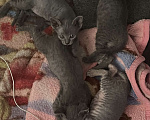 Кошки в Москве: Котята канадского сфинка Девочка, 16 000 руб. - фото 5