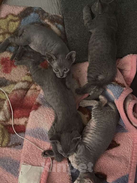 Кошки в Москве: Котята канадского сфинка Девочка, 16 000 руб. - фото 5