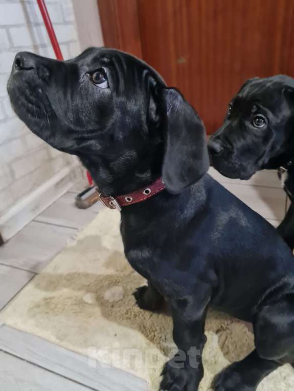 Собаки в Брянске: Жду хозяина! Девочка, 25 000 руб. - фото 3