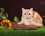 Кошки в Барнауле: Красный серебристый мрамор, котик, 5 000 руб. - фото 1