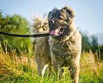 Собаки в Химках: Красивый кавказец в дар, Бесплатно - фото 3