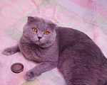 Кошки в Кингисеппе: Вислоухая кошечка, 100 руб. - фото 1