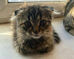 Кошки в Малмыже: Вислоухий котенок, 1 500 руб. - фото 3