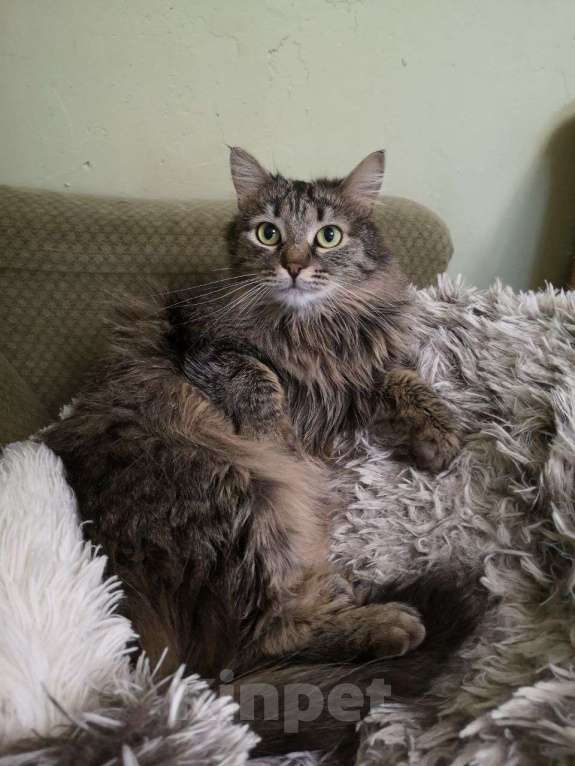Кошки в Москве: Пальмуша — нежная домоседка.  Девочка, Бесплатно - фото 6
