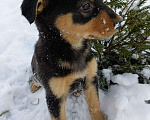 Собаки в других городах Ленинградской области: Трехцветный язык  Мальчик, Бесплатно - фото 3