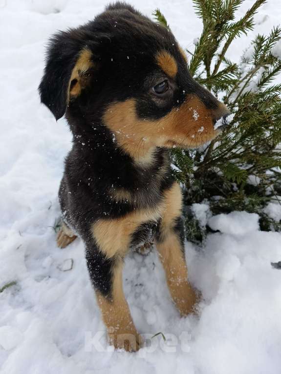 Собаки в других городах Ленинградской области: Трехцветный язык  Мальчик, Бесплатно - фото 3