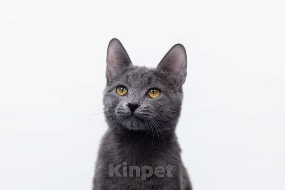 Кошки в Москве: Алекса Девочка, Бесплатно - фото 5