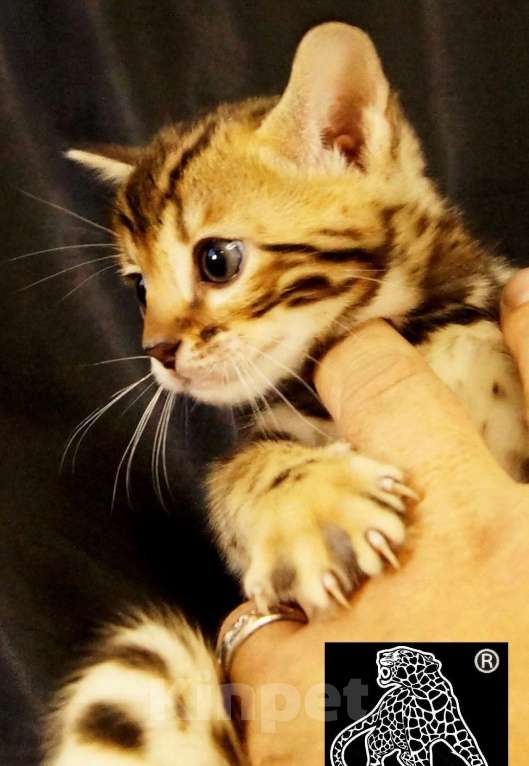 Кошки в Магадане: Бенгальский котенок Мальчик, Бесплатно - фото 2