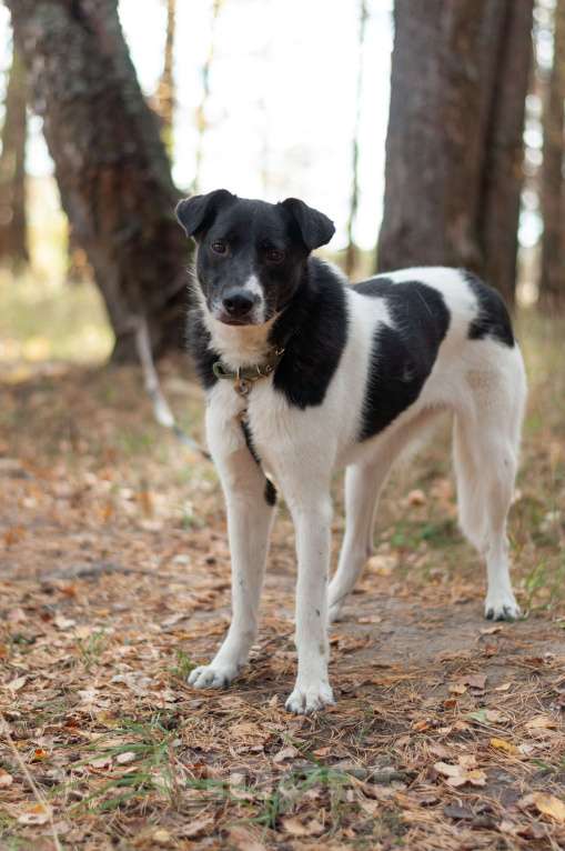 Собаки в Ногинске: Клэр Девочка, Бесплатно - фото 4