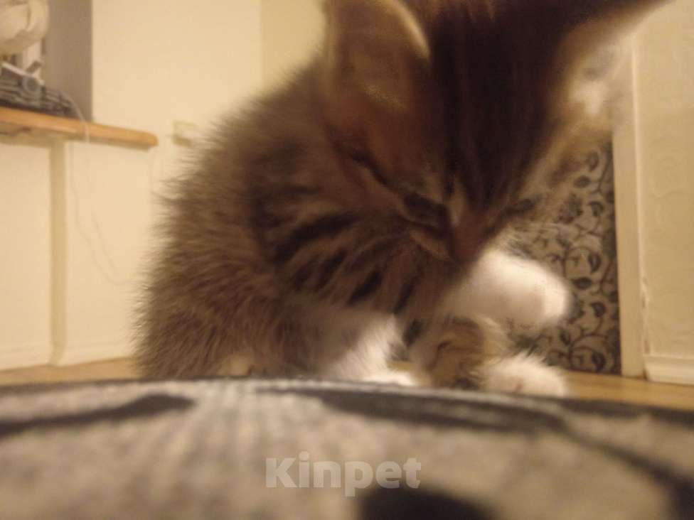 Кошки в Красногорске: Коржик Мальчик, Бесплатно - фото 1