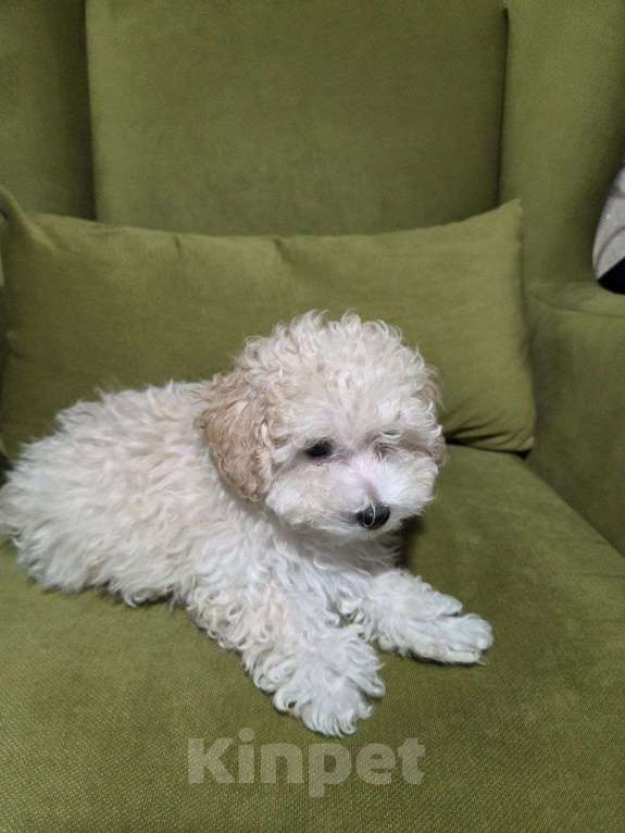 Собаки в Москве: Малыш Мальтипу Мальчик, Бесплатно - фото 4