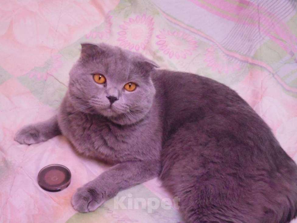 Кошки в Кингисеппе: Вислоухая кошечка, 100 руб. - фото 1