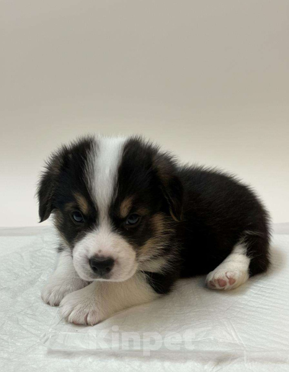 Собаки в Челябинске: Щенок Вельш корги пемброк Мальчик, 60 000 руб. - фото 1