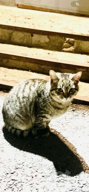 Кошки в Саратове: Котенок мальчик в добрые руки  Мальчик, Бесплатно - фото 4