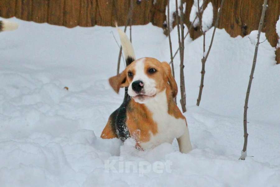 Собаки в Москве: Девочка бигля ркф Девочка, 80 000 руб. - фото 1