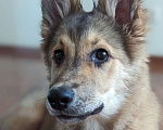 Собаки в Москве: Щенок Рэй ищет дом Мальчик, Бесплатно - фото 4