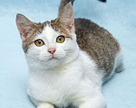 Кошки в Москве: Ищет свою семью братик Чепушиленок Мальчик, Бесплатно - фото 3