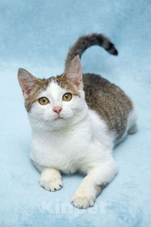 Кошки в Москве: Ищет свою семью братик Чепушиленок Мальчик, Бесплатно - фото 3