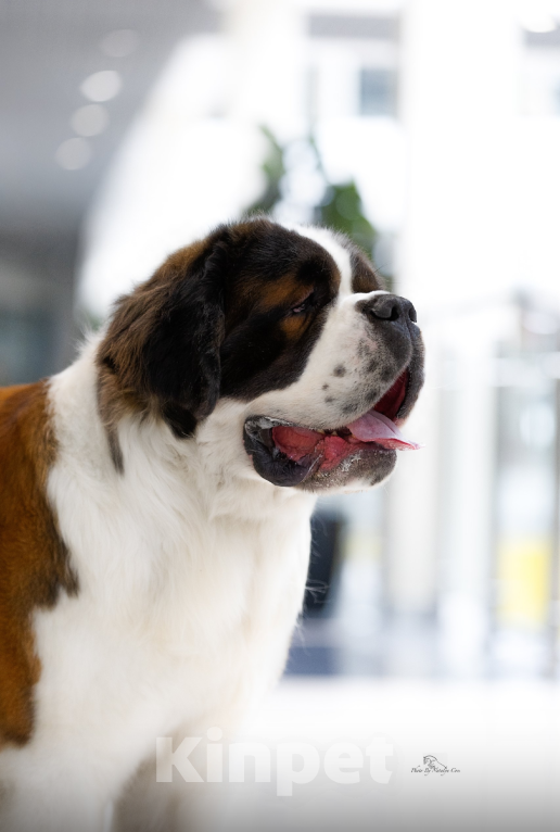 Собаки в Серове: Кобель Сенбернар Мальчик, 150 000 руб. - фото 2