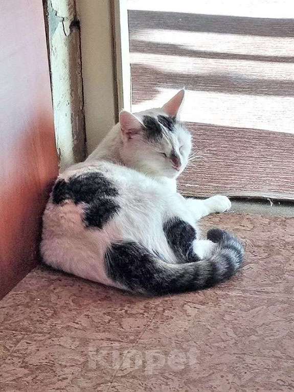 Кошки в Санкт-Петербурге: Капелька, молодой роскошный котик ищет дом Мальчик, 10 руб. - фото 6