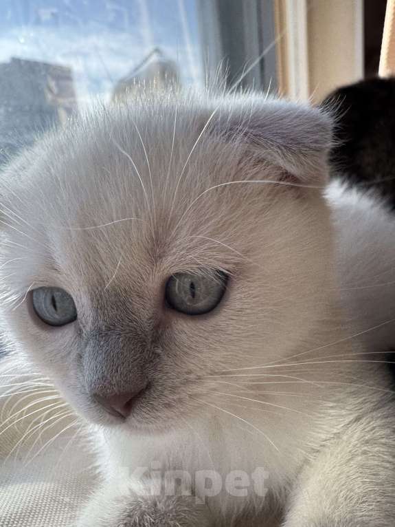 Кошки в Санкт-Петербурге: Шотландский вислоухий котик с документами Мальчик, 40 000 руб. - фото 3