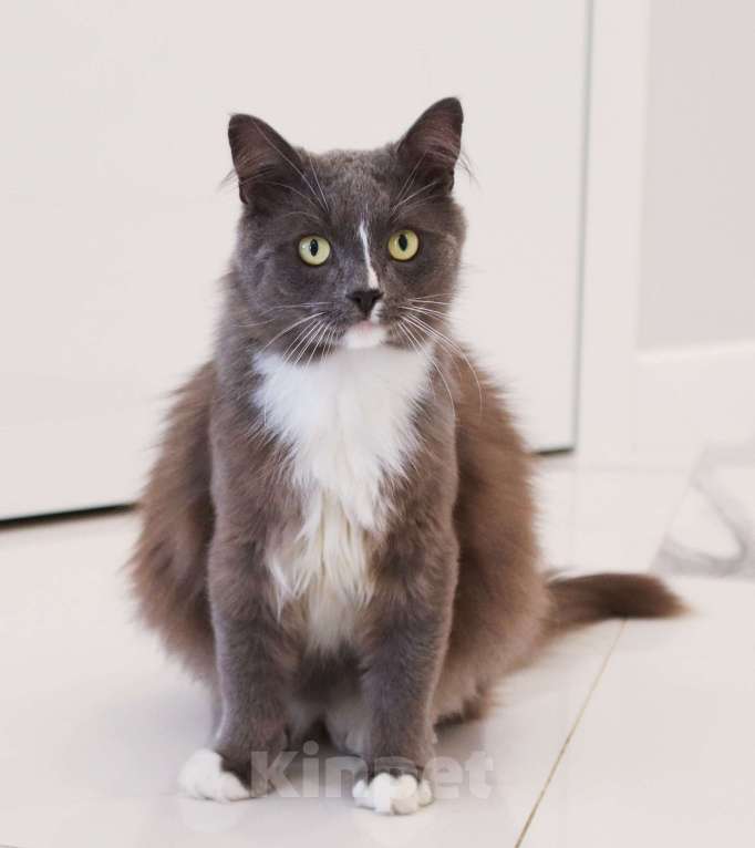 Кошки в Химках: Пушок и Сёма ищут дом Мальчик, Бесплатно - фото 10