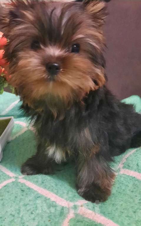 Собаки в Набережных Челнах: Леон,йоркширский терьер Мальчик, 35 000 руб. - фото 2