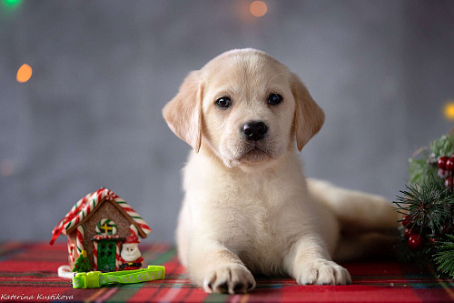Щенок лабрадора 