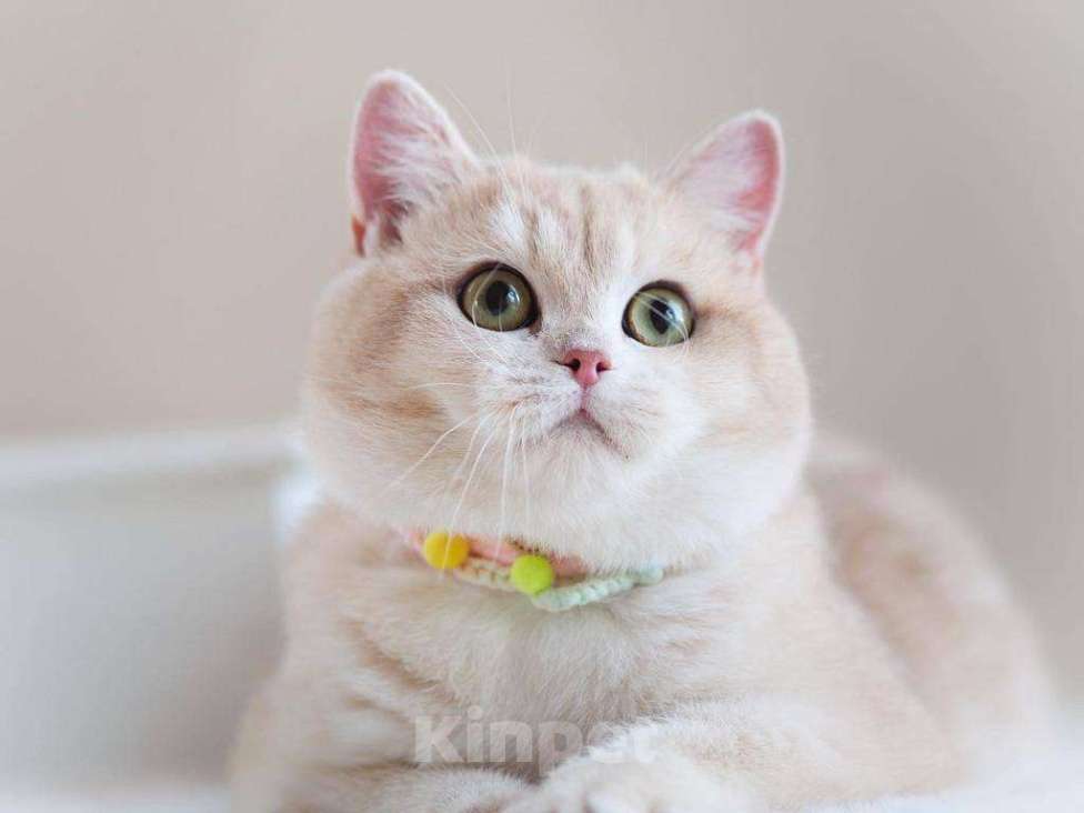 Кошки в Москве: Британская кошечка Девочка, 25 000 руб. - фото 2