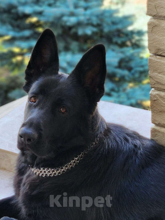 Собаки в Рязани: Отдам в добрые руки Девочка, 1 000 руб. - фото 4