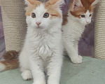 Кошки в Энгельс: Котята мальчики Мальчик, 50 000 руб. - фото 3
