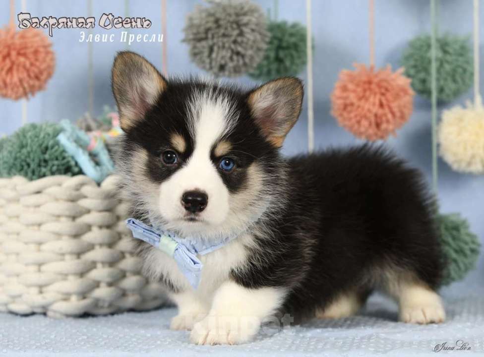 Собаки в Москве: Чакибусенок #1 с самым очаровательным «браком» - гетерохромное чудо, для всеобщего обожания Мальчик, Бесплатно - фото 6