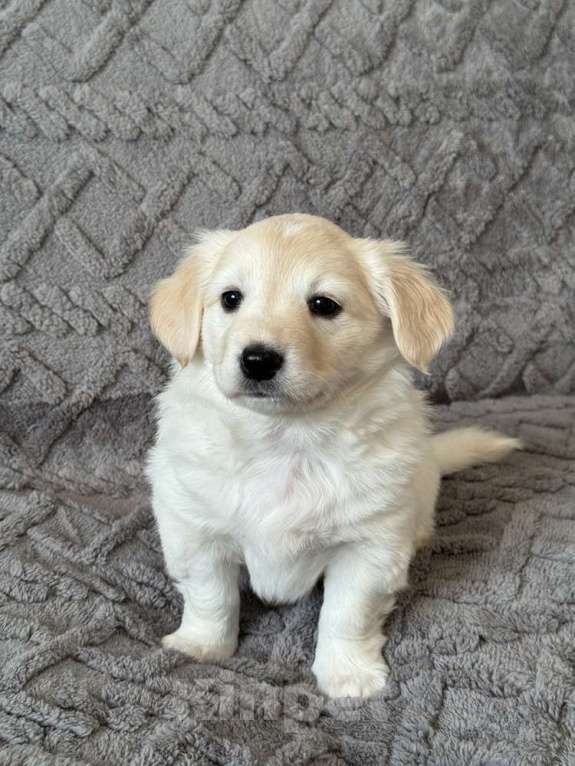 Собаки в Москве: Щенки от маленькой белой собачки в дар Девочка, 1 руб. - фото 6