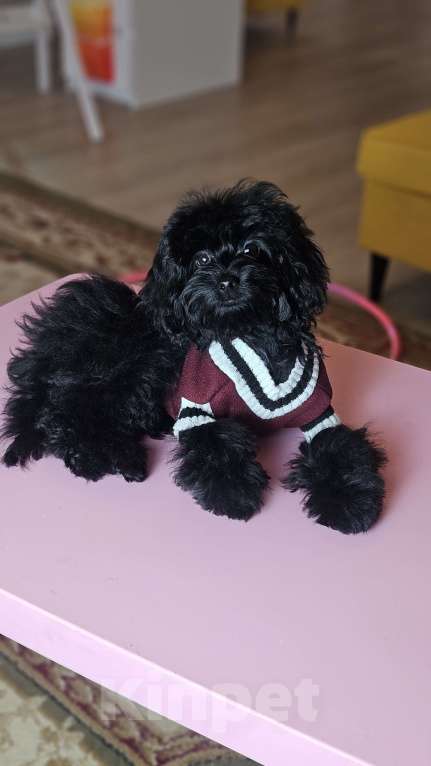 Собаки в Химках: Мальтипу девочка черного окраса Девочка, 70 000 руб. - фото 6