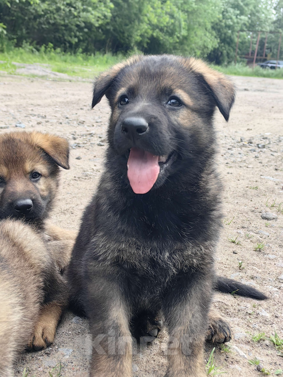 Собаки в Санкт-Петербурге: Щенки немецкой овчарки из питомника "С Путиловой Горы" Мальчик, 80 000 руб. - фото 2